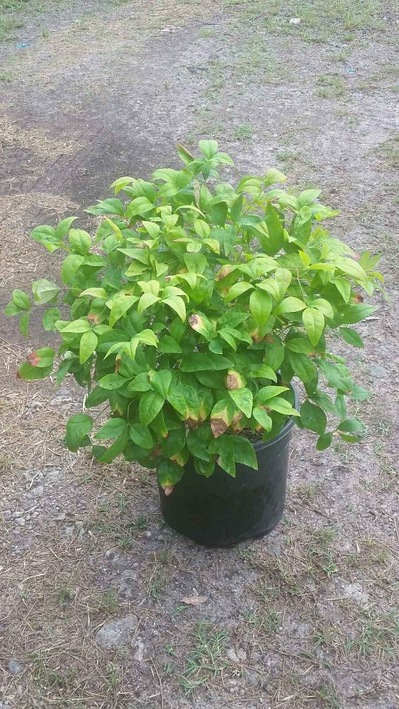 nandina-domestica-firepower-heavenly-bamboo