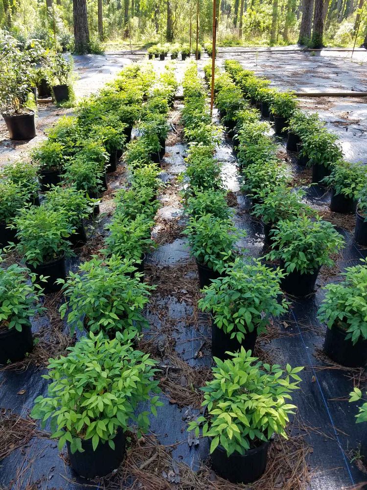 nandina-domestica-firepower-heavenly-bamboo