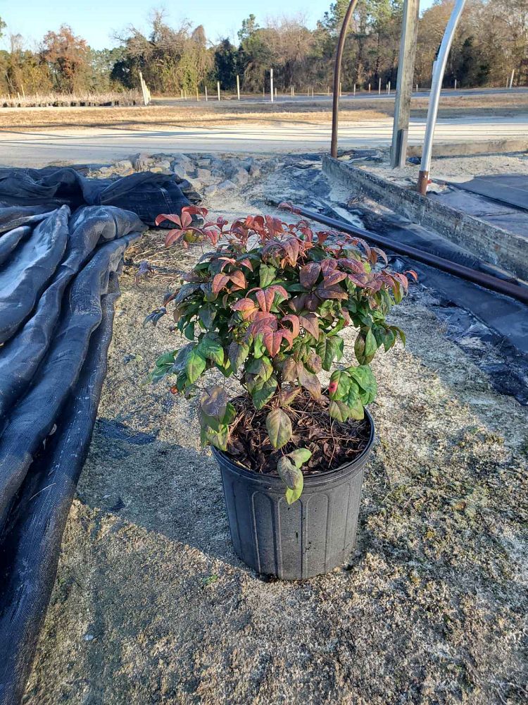 nandina-domestica-firepower-heavenly-bamboo