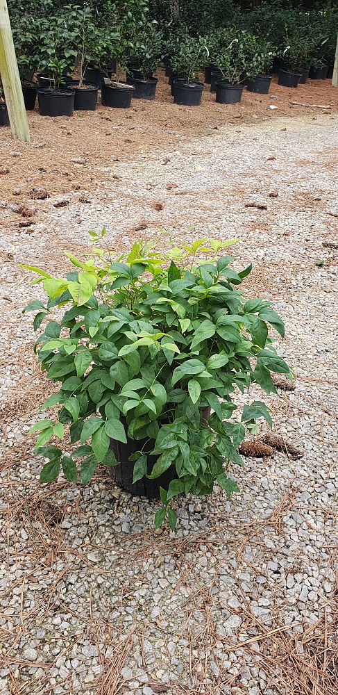 nandina-domestica-firepower-heavenly-bamboo