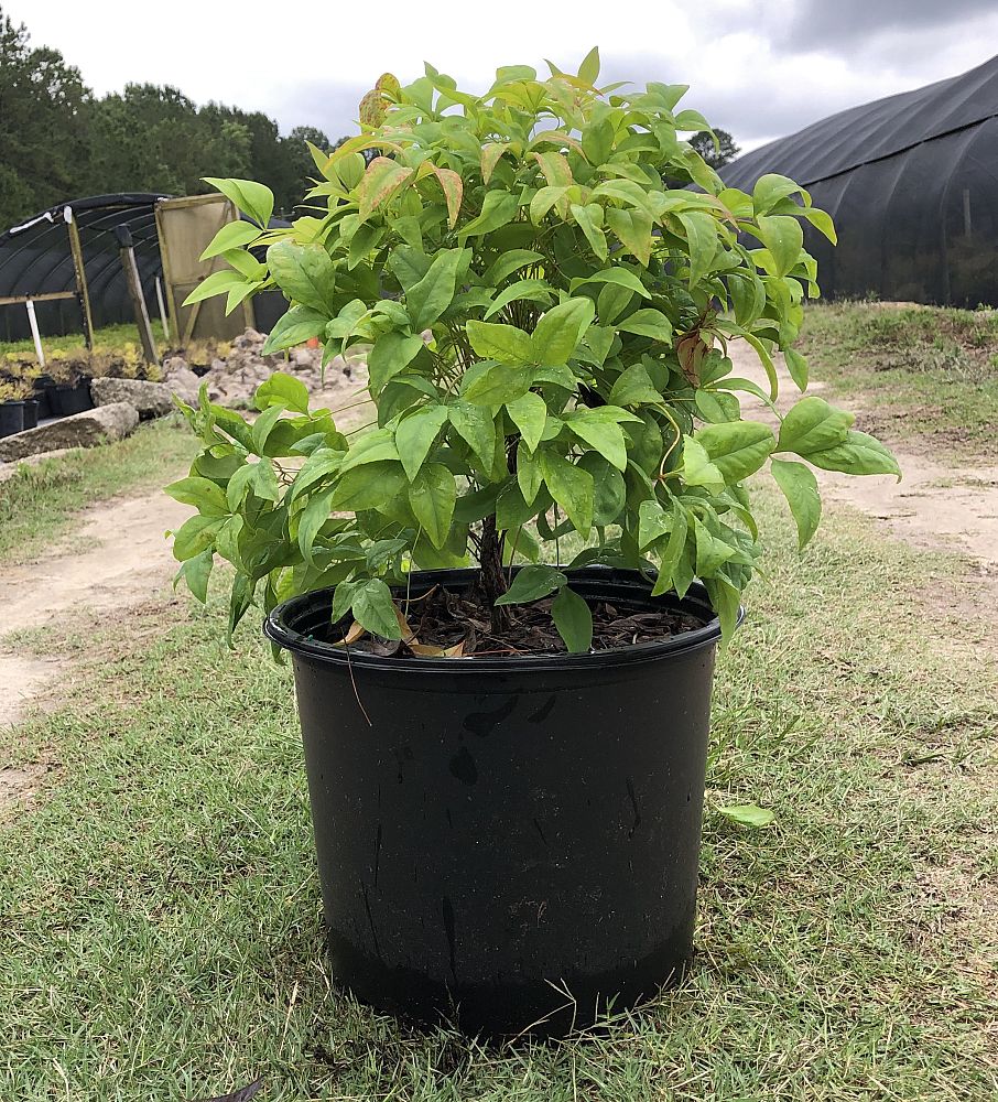 nandina-domestica-firepower-heavenly-bamboo