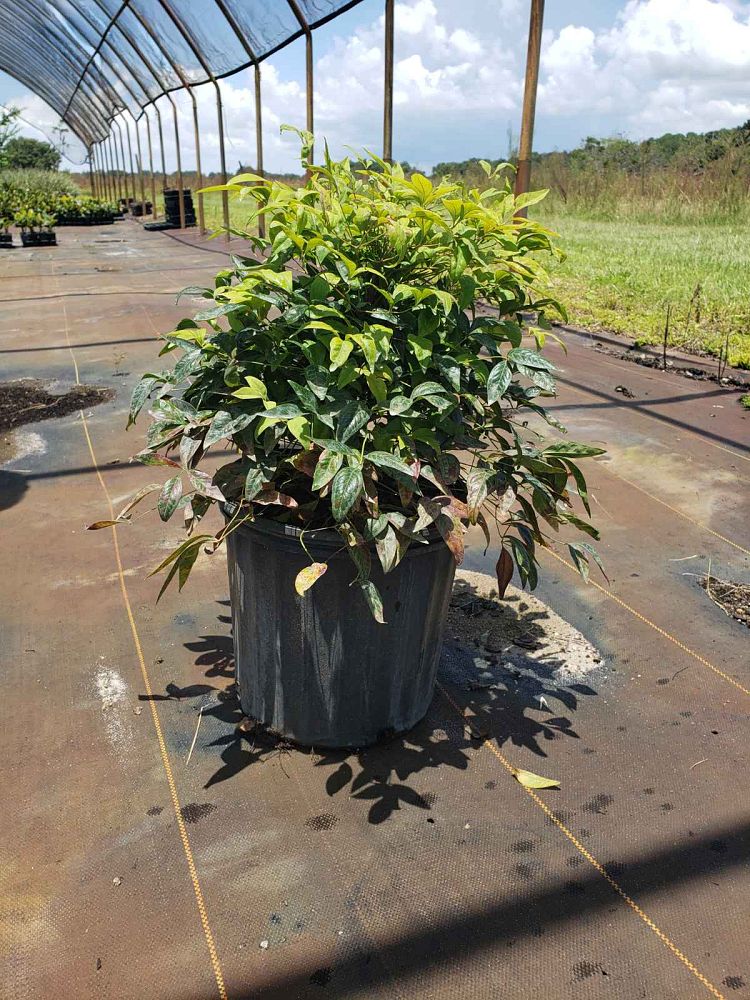 nandina-domestica-firepower-heavenly-bamboo