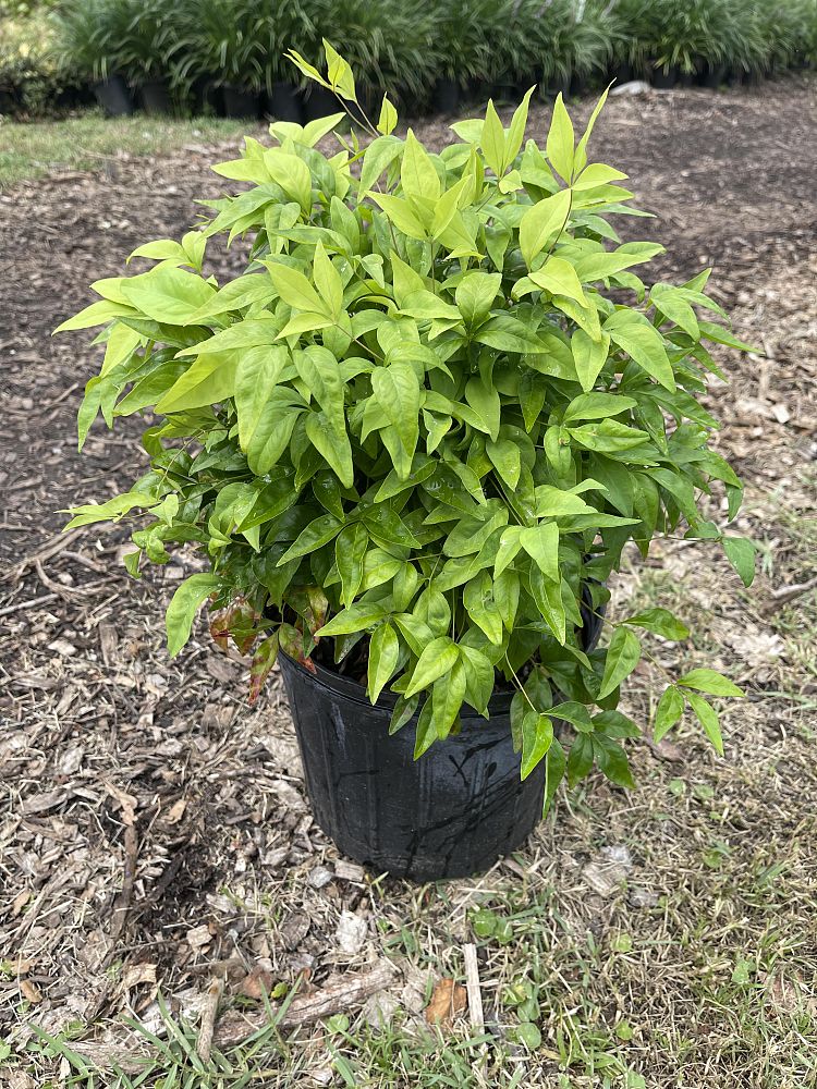 nandina-domestica-firepower-heavenly-bamboo