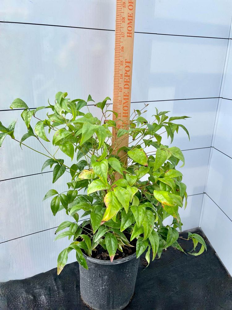 nandina-domestica-firepower-heavenly-bamboo