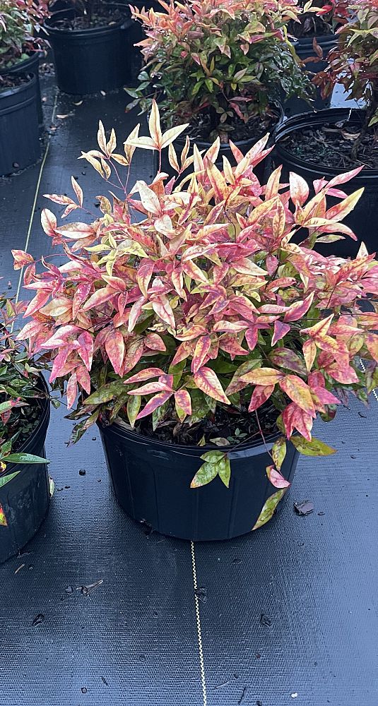 nandina-domestica-firepower-heavenly-bamboo