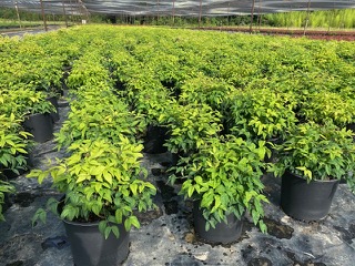 nandina-domestica-firepower-heavenly-bamboo