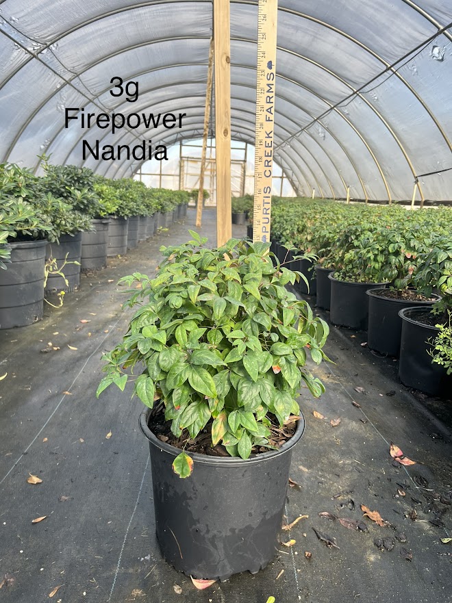 nandina-domestica-firepower-heavenly-bamboo