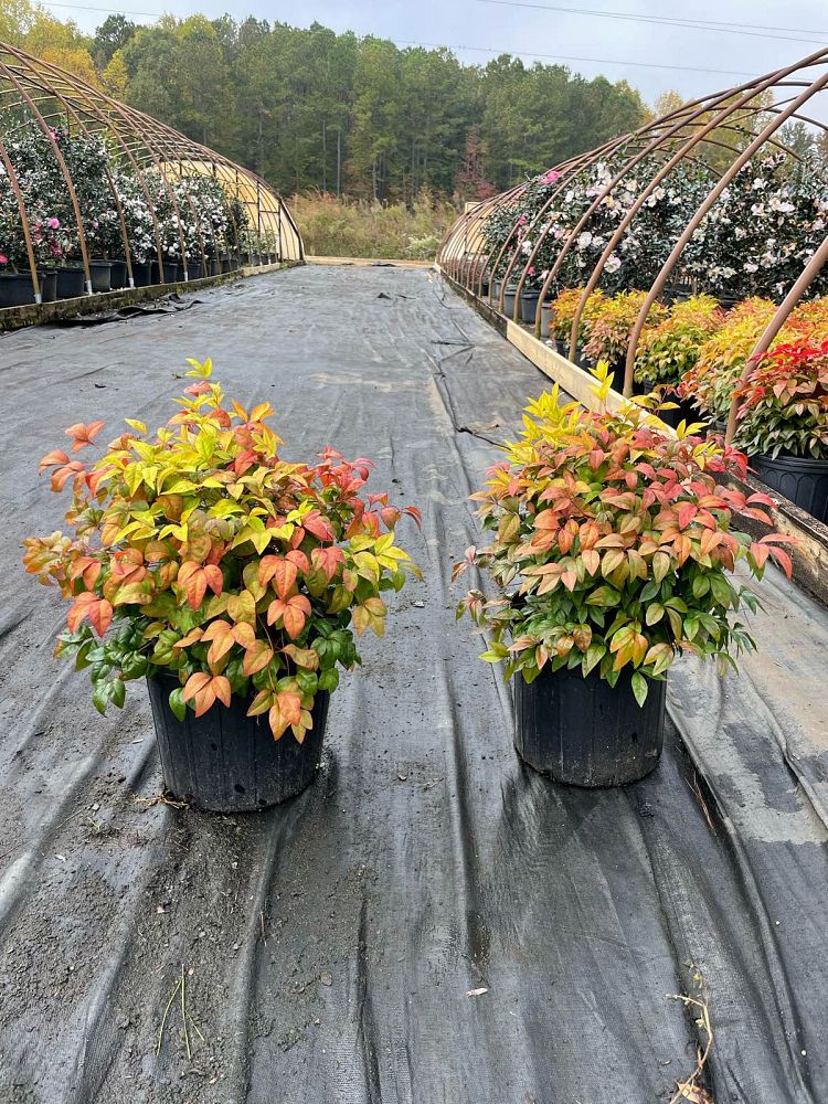 nandina-domestica-firepower-heavenly-bamboo