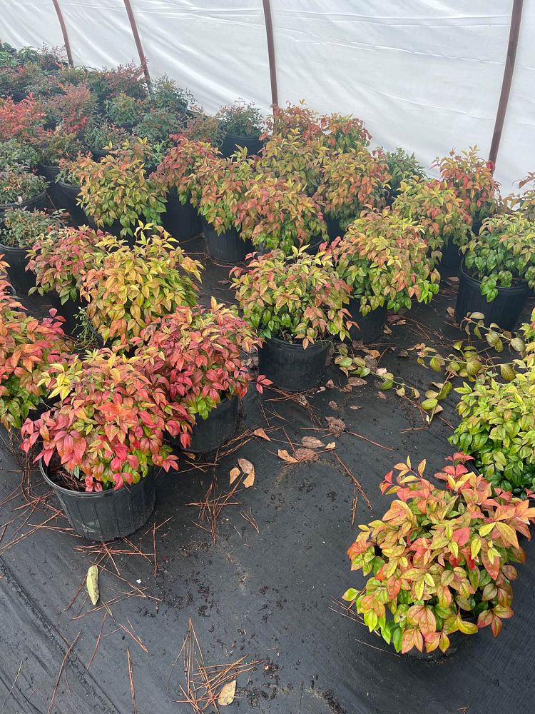 nandina-domestica-firepower-heavenly-bamboo