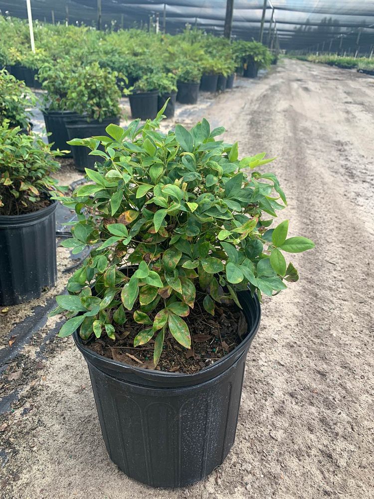 nandina-domestica-firepower-heavenly-bamboo