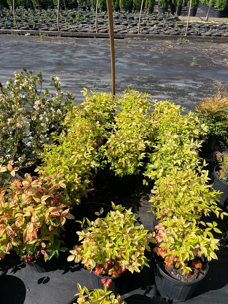 nandina-domestica-firepower-heavenly-bamboo