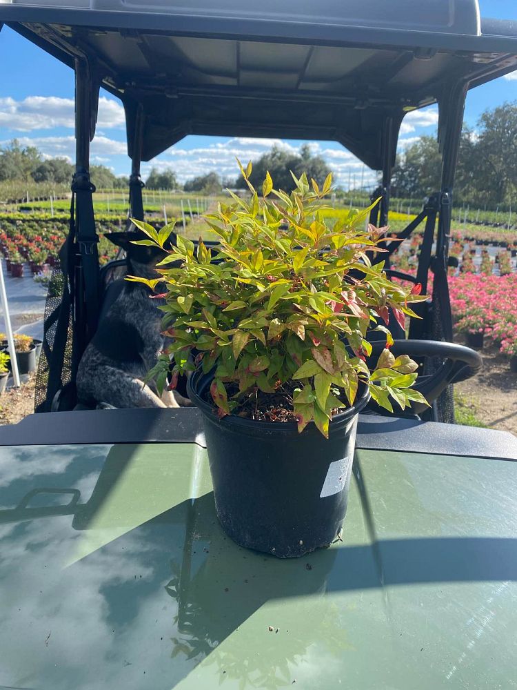 nandina-domestica-firepower-heavenly-bamboo