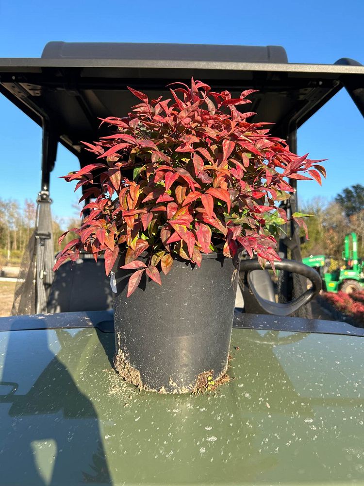 nandina-domestica-firepower-heavenly-bamboo