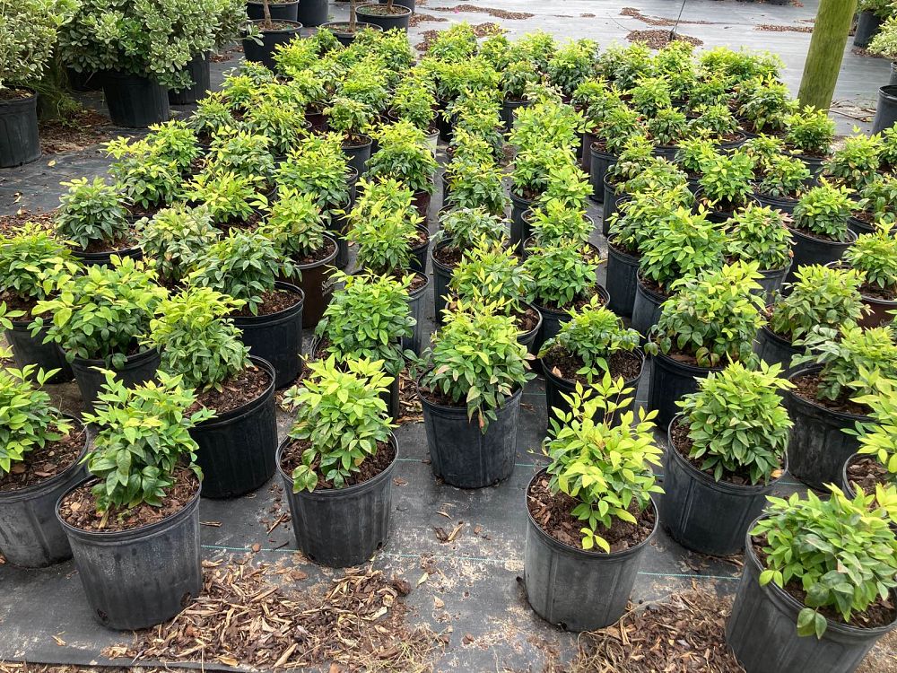 nandina-domestica-firepower-heavenly-bamboo