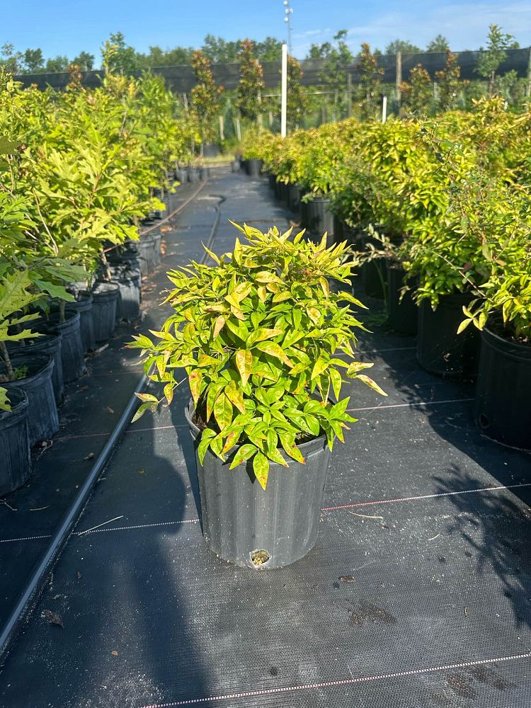 nandina-domestica-firepower-heavenly-bamboo