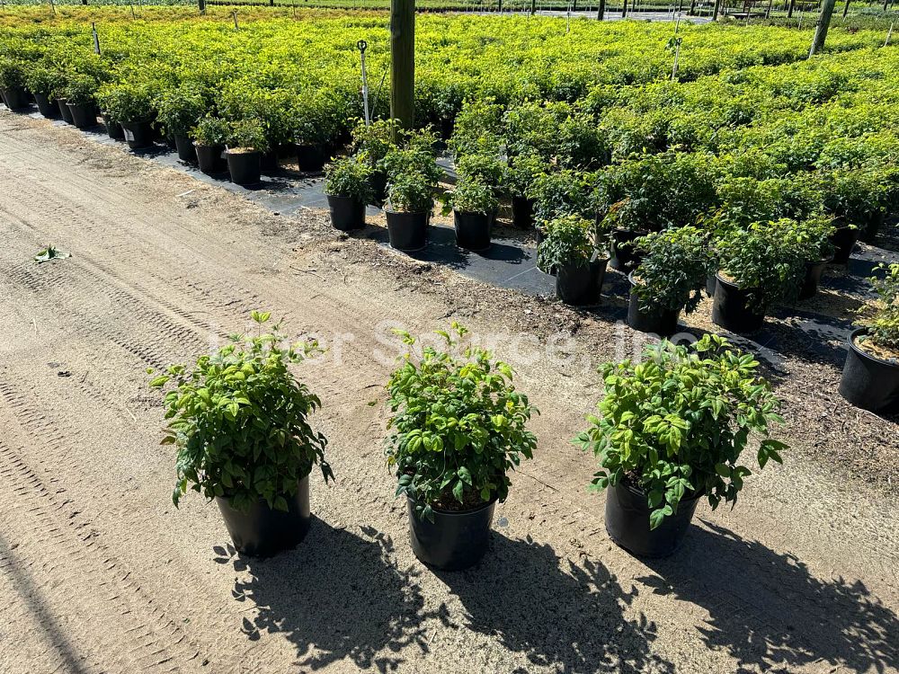 nandina-domestica-firepower-heavenly-bamboo