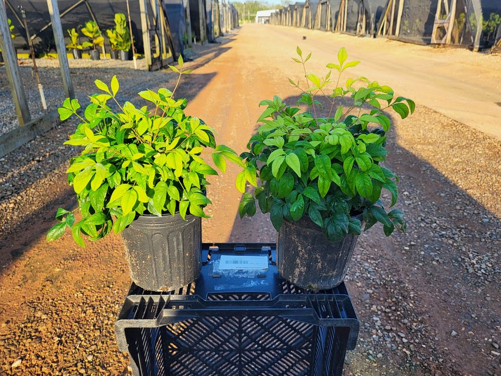 nandina-domestica-firepower-heavenly-bamboo