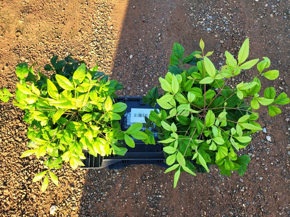 nandina-domestica-firepower-heavenly-bamboo