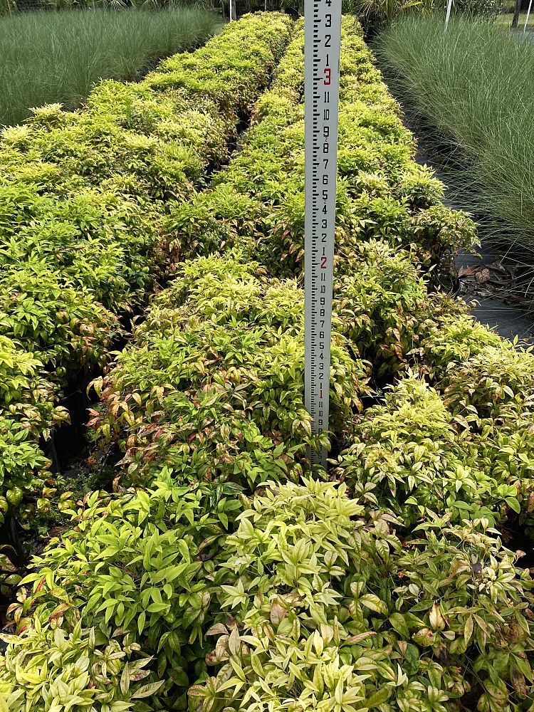 nandina-domestica-firepower-heavenly-bamboo