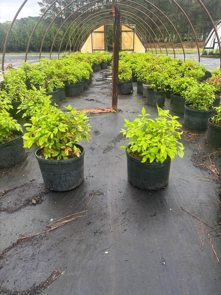nandina-domestica-firepower-heavenly-bamboo