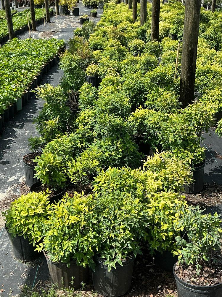 nandina-domestica-firepower-heavenly-bamboo