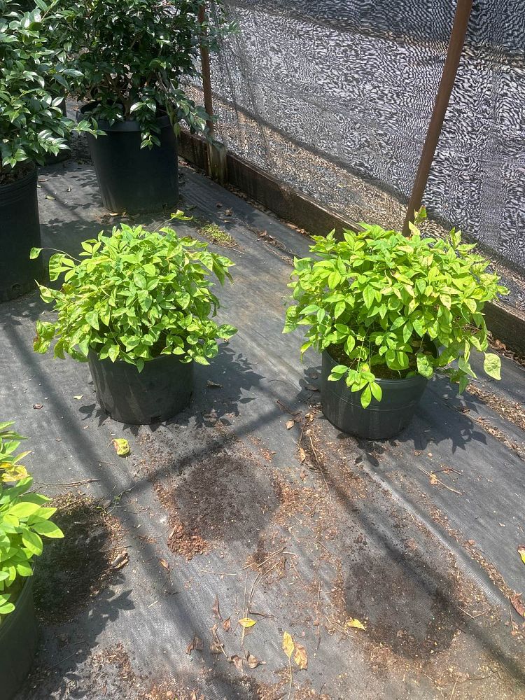 nandina-domestica-firepower-heavenly-bamboo