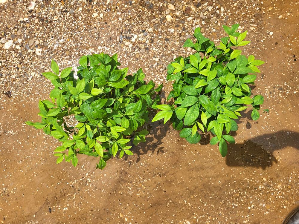 nandina-domestica-firepower-heavenly-bamboo
