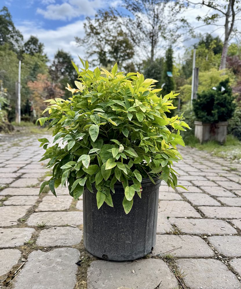 nandina-domestica-firepower-heavenly-bamboo