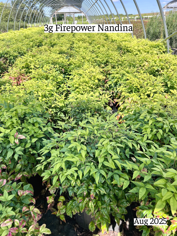 nandina-domestica-firepower-heavenly-bamboo