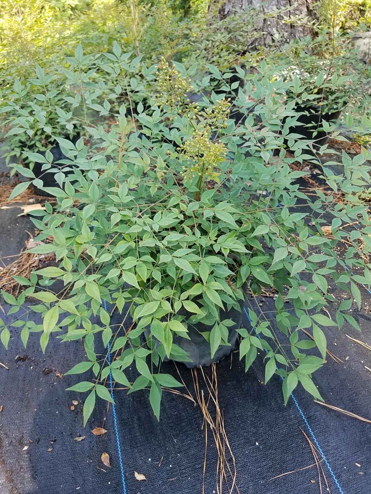 nandina-domestica-glen-compact-heavenly-bamboo