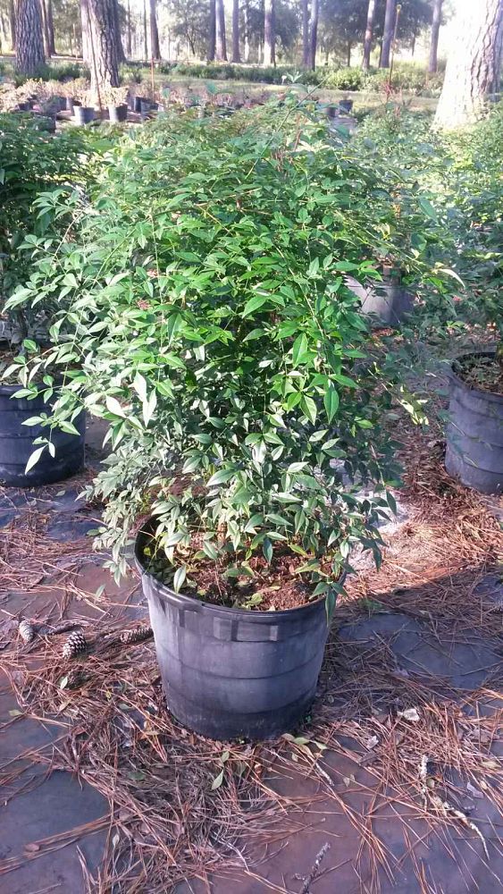 nandina-domestica-glen-compact-heavenly-bamboo