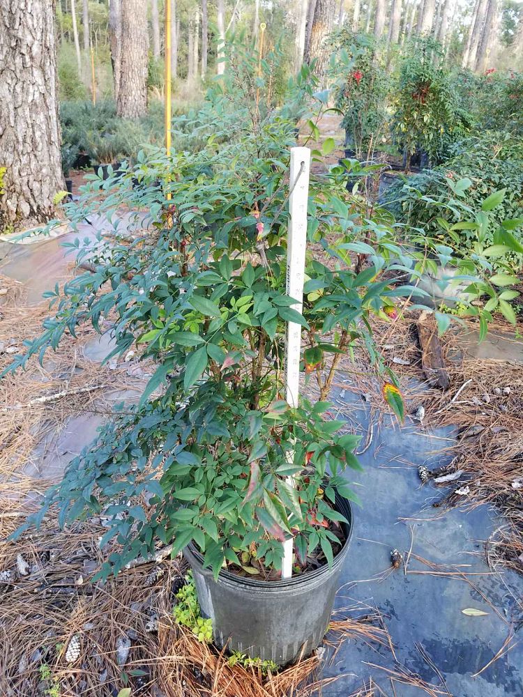nandina-domestica-glen-compact-heavenly-bamboo