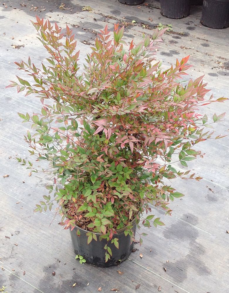 nandina-domestica-gulfstream-heavenly-bamboo-gulftide
