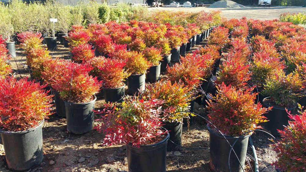 nandina-domestica-gulfstream-heavenly-bamboo-gulftide