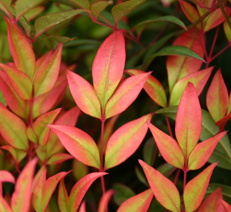 nandina-domestica-gulfstream-heavenly-bamboo-gulftide