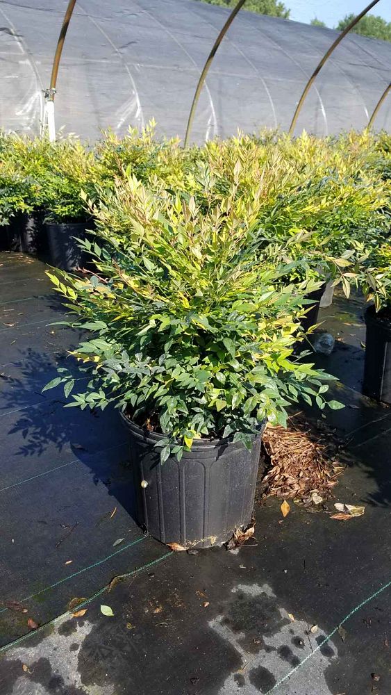 nandina-domestica-gulfstream-heavenly-bamboo-gulftide