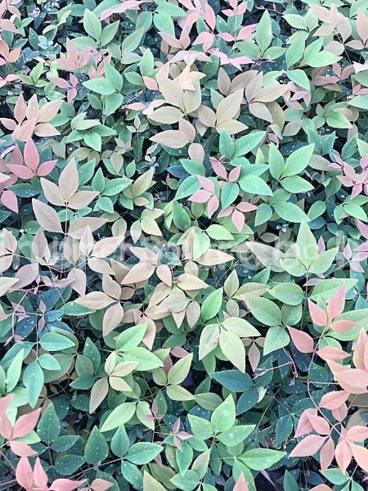 nandina-domestica-gulfstream-heavenly-bamboo-gulftide