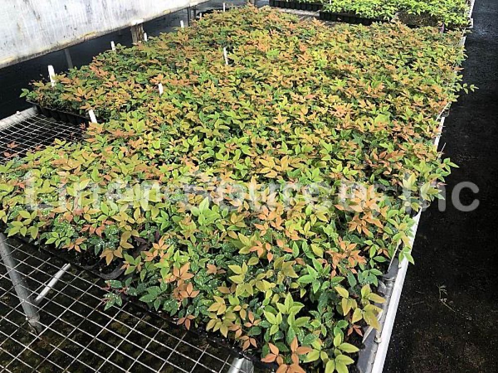 nandina-domestica-gulfstream-heavenly-bamboo-gulftide