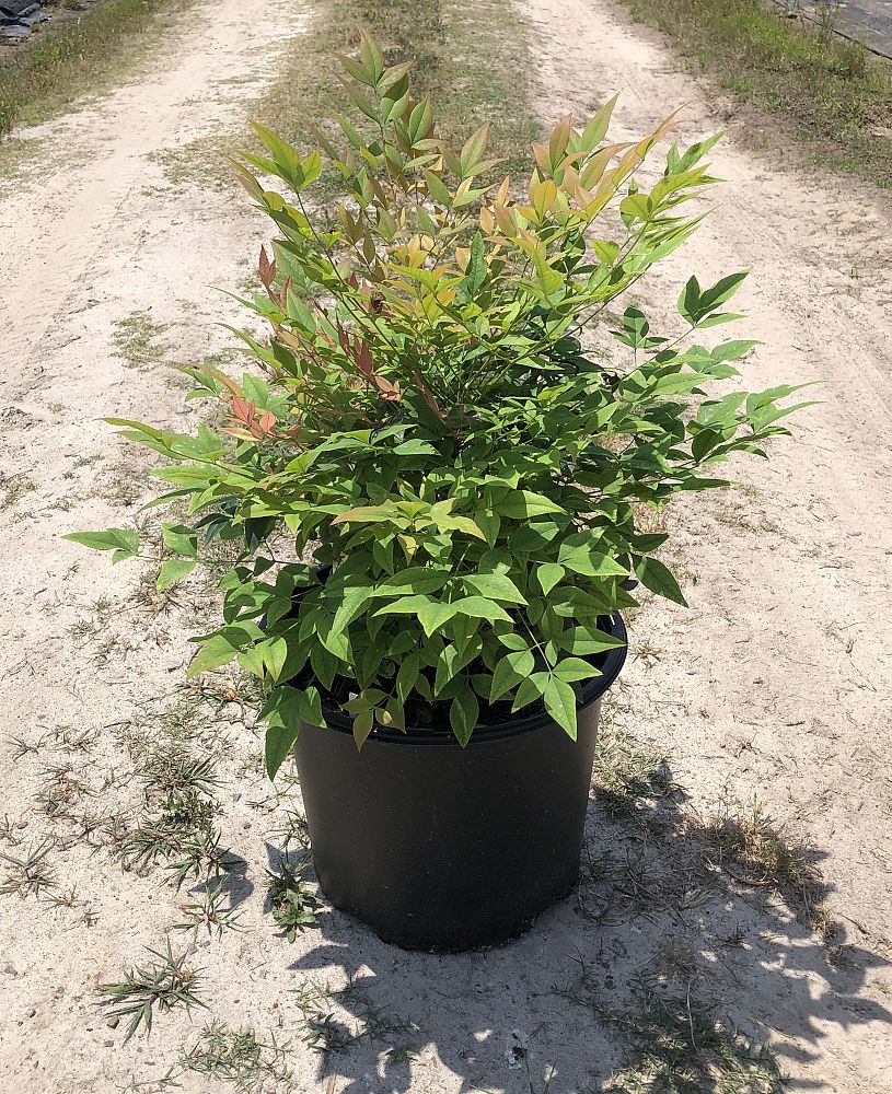 nandina-domestica-gulfstream-heavenly-bamboo-gulftide