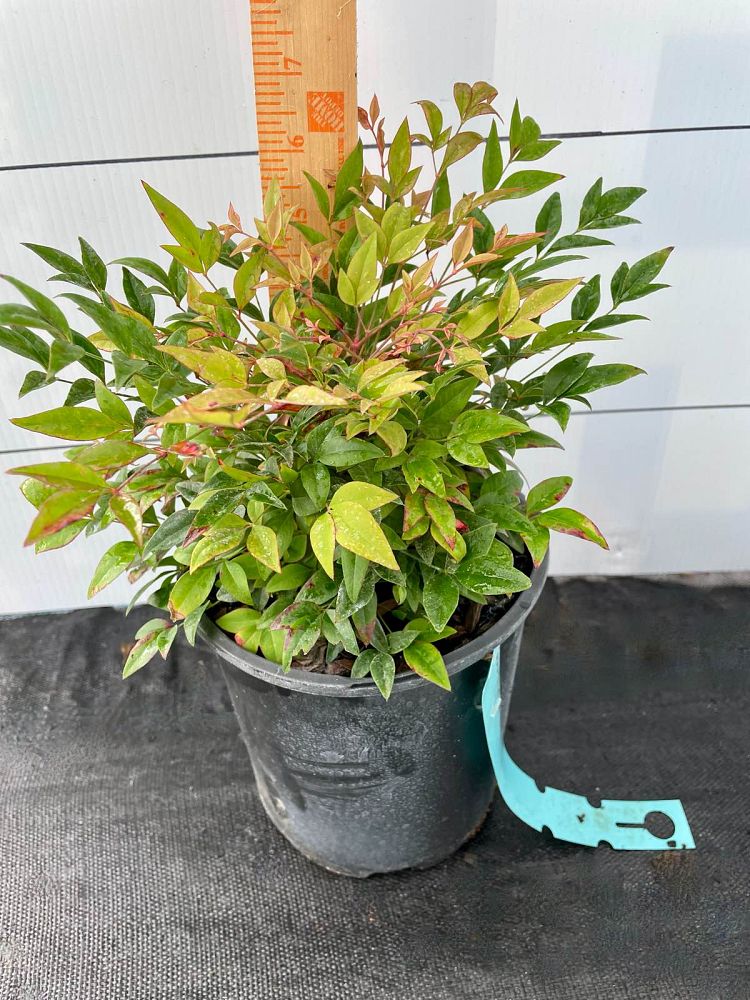 nandina-domestica-gulfstream-heavenly-bamboo-gulftide