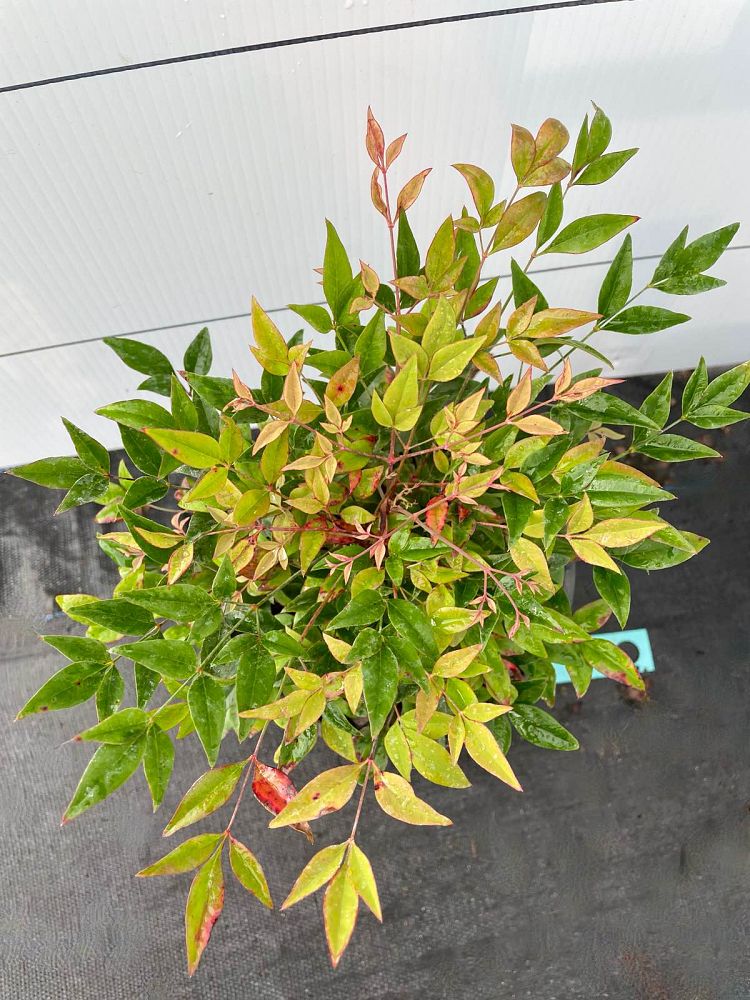 nandina-domestica-gulfstream-heavenly-bamboo-gulftide
