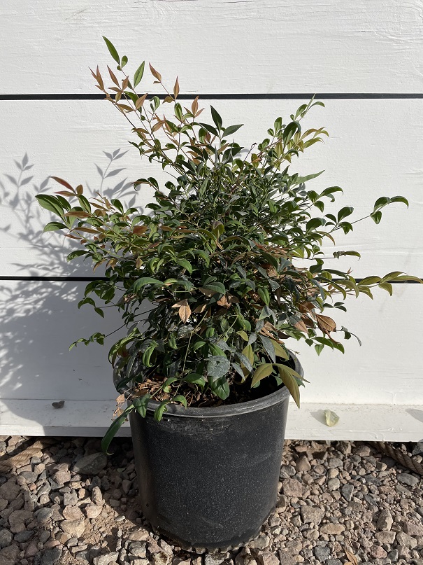 nandina-domestica-gulfstream-heavenly-bamboo-gulftide