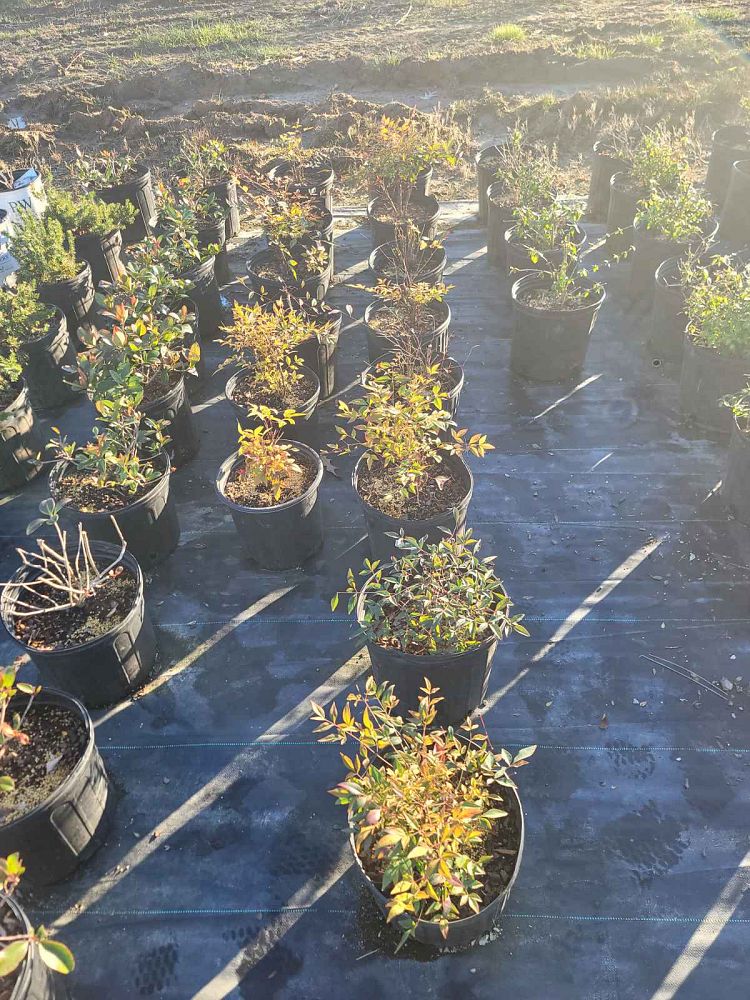 nandina-domestica-gulfstream-heavenly-bamboo-gulftide