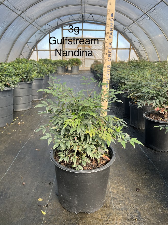 nandina-domestica-gulfstream-heavenly-bamboo-gulftide