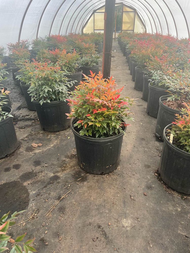 nandina-domestica-gulfstream-heavenly-bamboo-gulftide