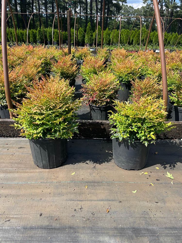 nandina-domestica-gulfstream-heavenly-bamboo-gulftide