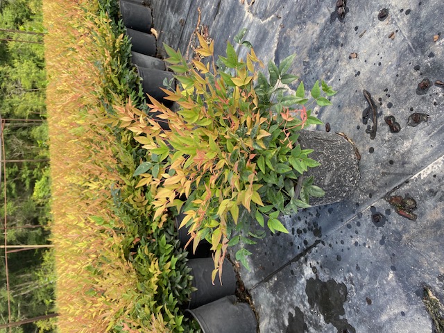 nandina-domestica-gulfstream-heavenly-bamboo-gulftide