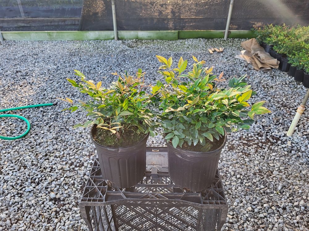 nandina-domestica-gulfstream-heavenly-bamboo-gulftide