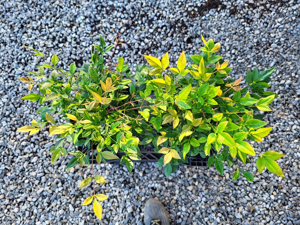 nandina-domestica-gulfstream-heavenly-bamboo-gulftide