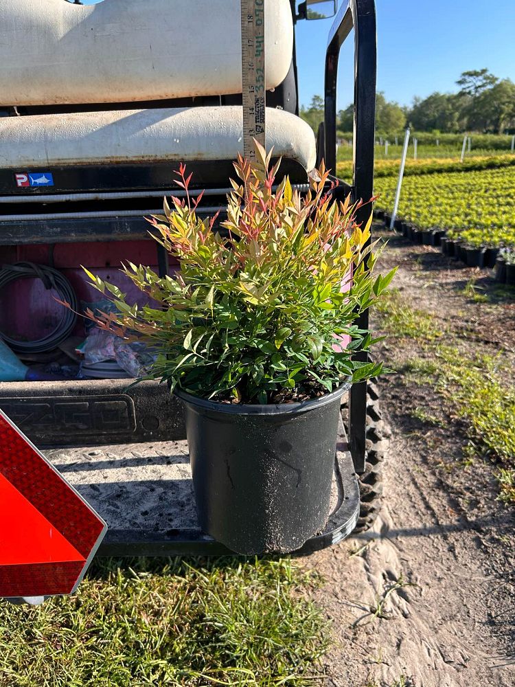 nandina-domestica-gulfstream-heavenly-bamboo-gulftide